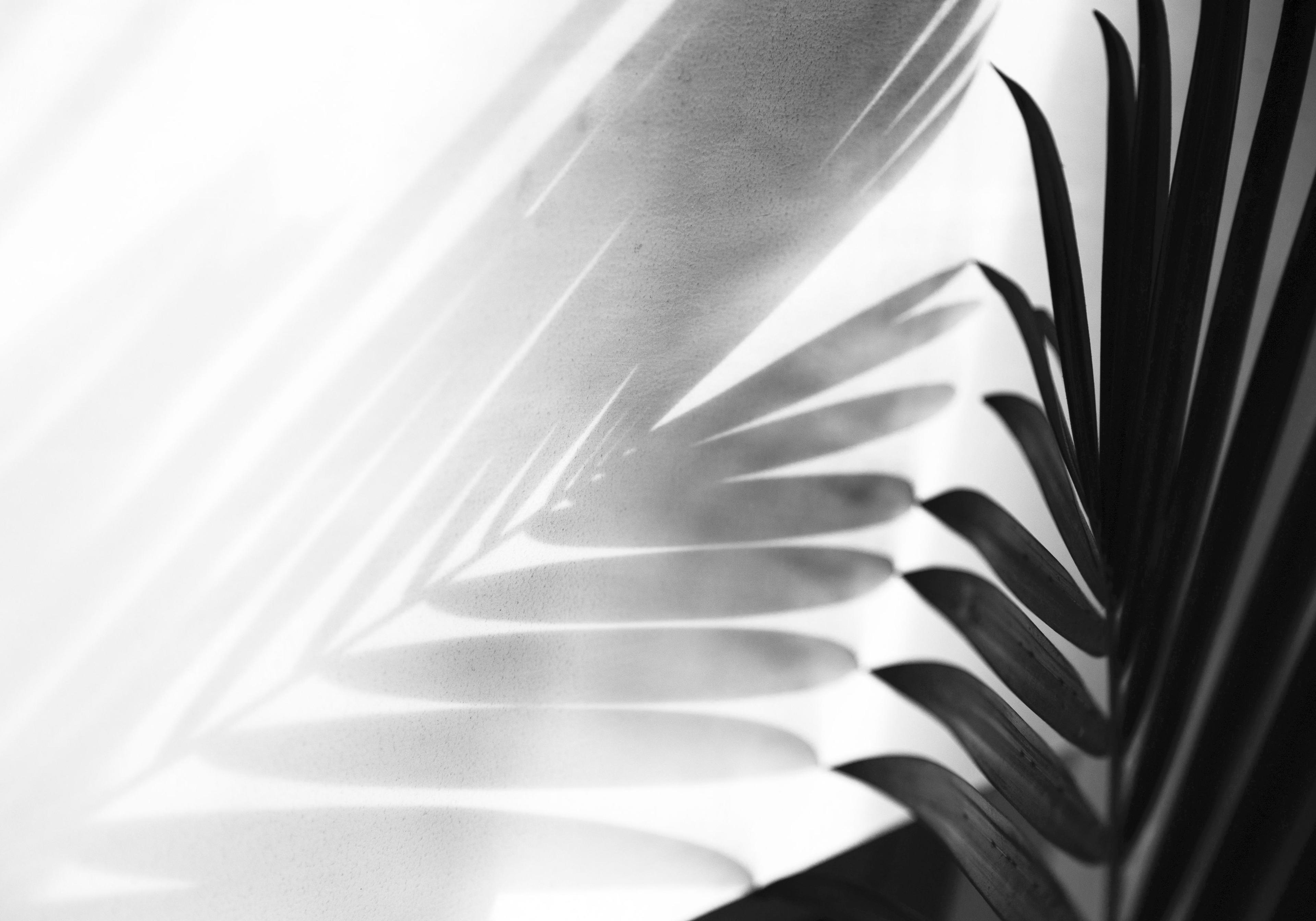 W cieniu palmy 