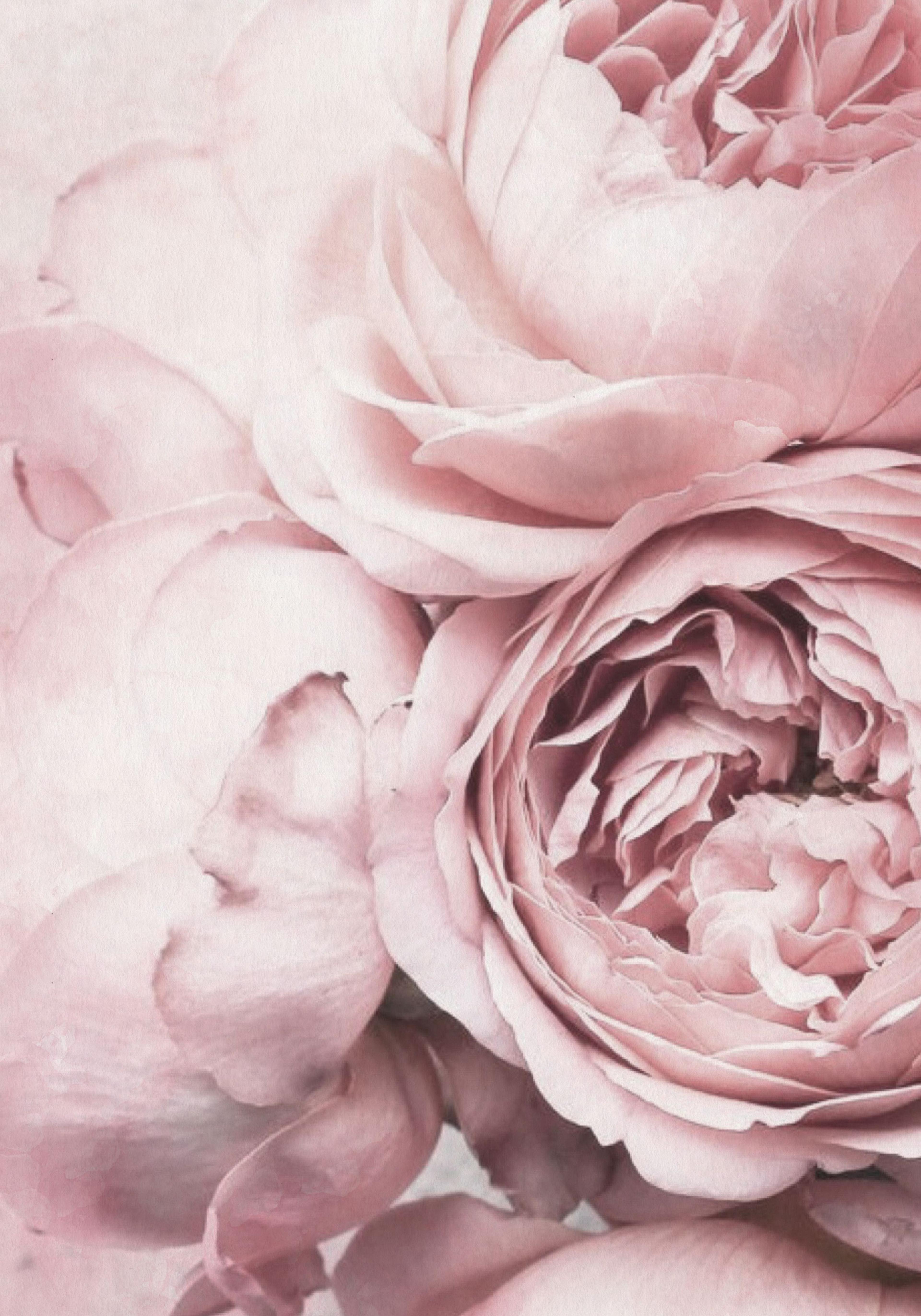 Plakat Różowe róże z ogrodu