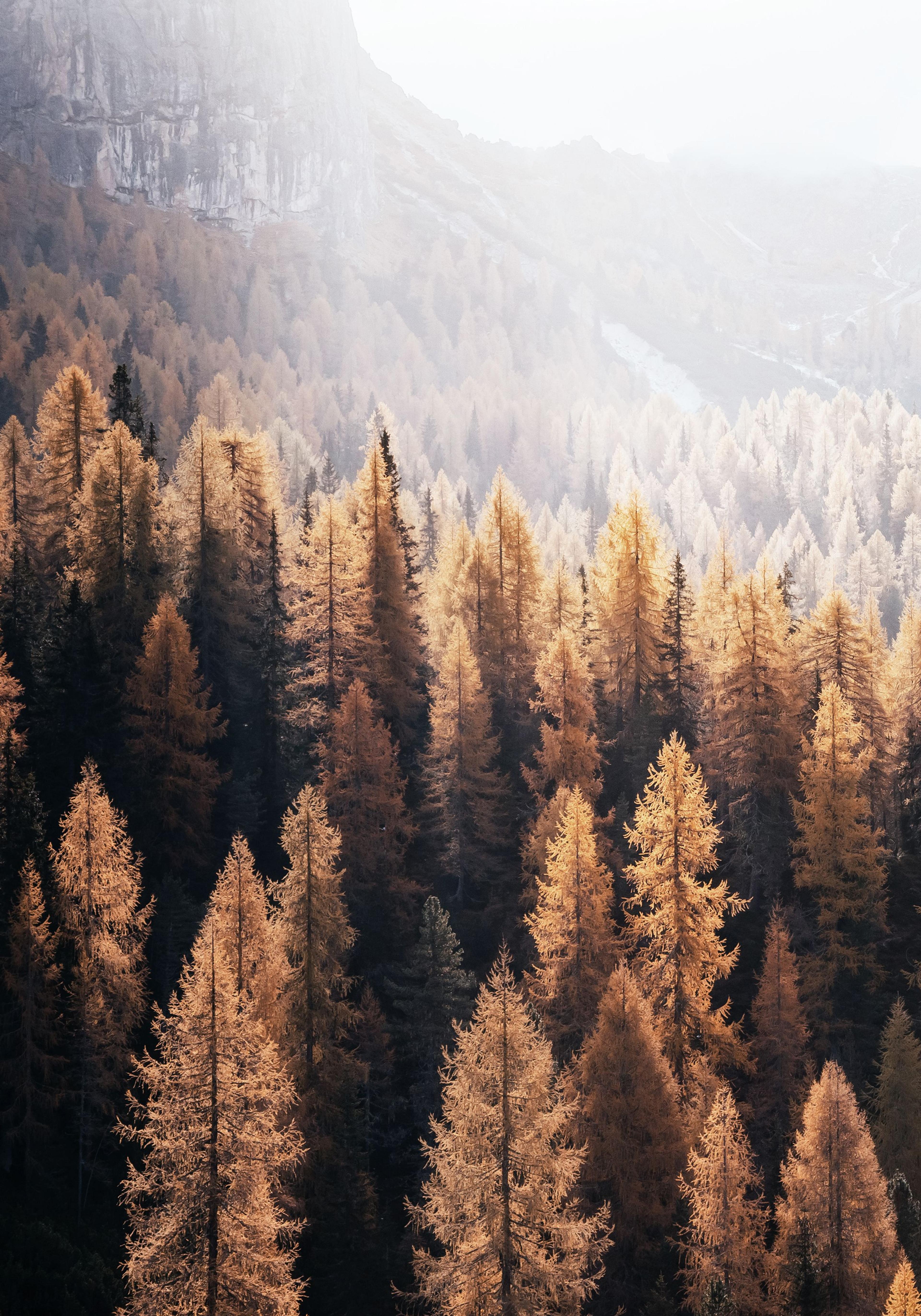 Plakat Jesienny las w słońcu