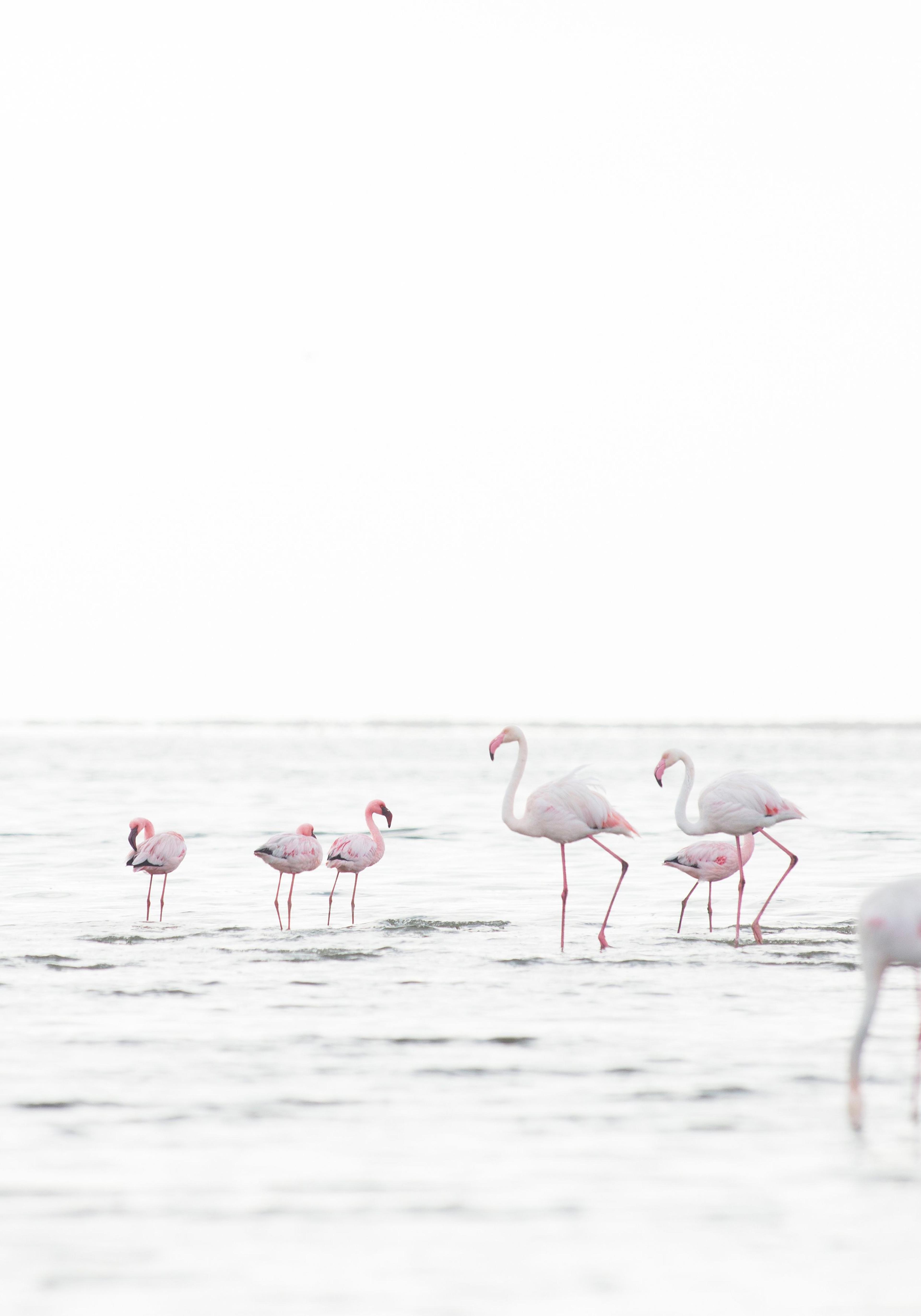 Plakat Flamingi 